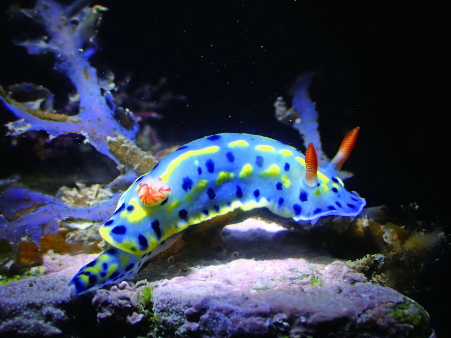 節慶墨彩海牛(Mexichromis festiva)